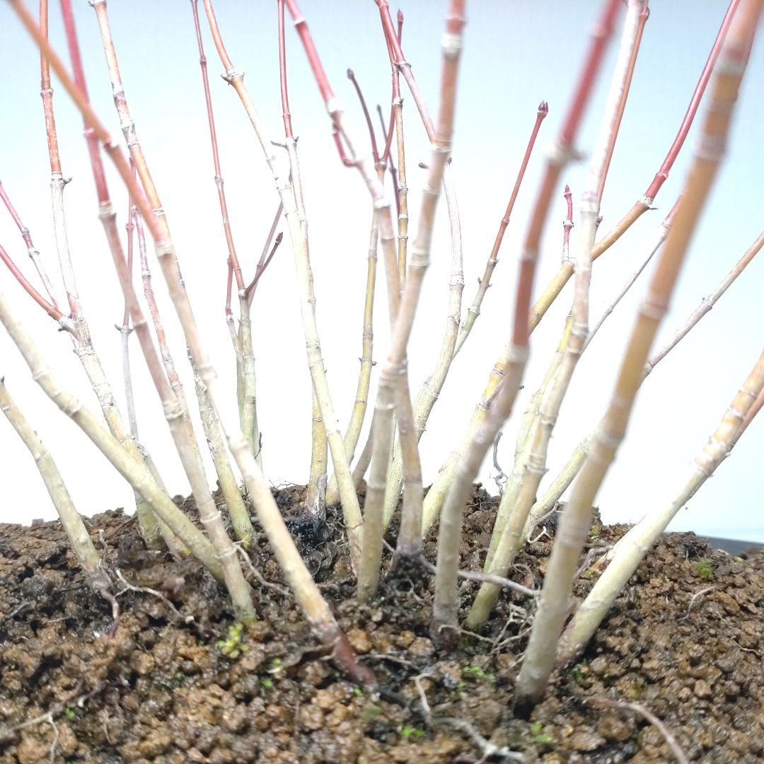 寒樹紅葉（イロハモミジ）盆栽 SG012