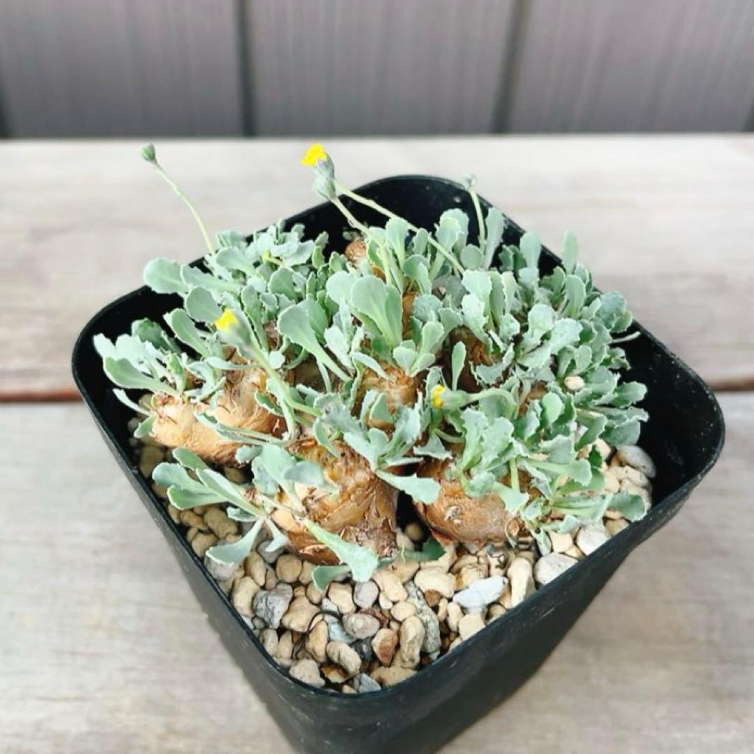 《期間限定販売❗️》『オトンナ カカリオイデス　現地球』極美特大株　発根済