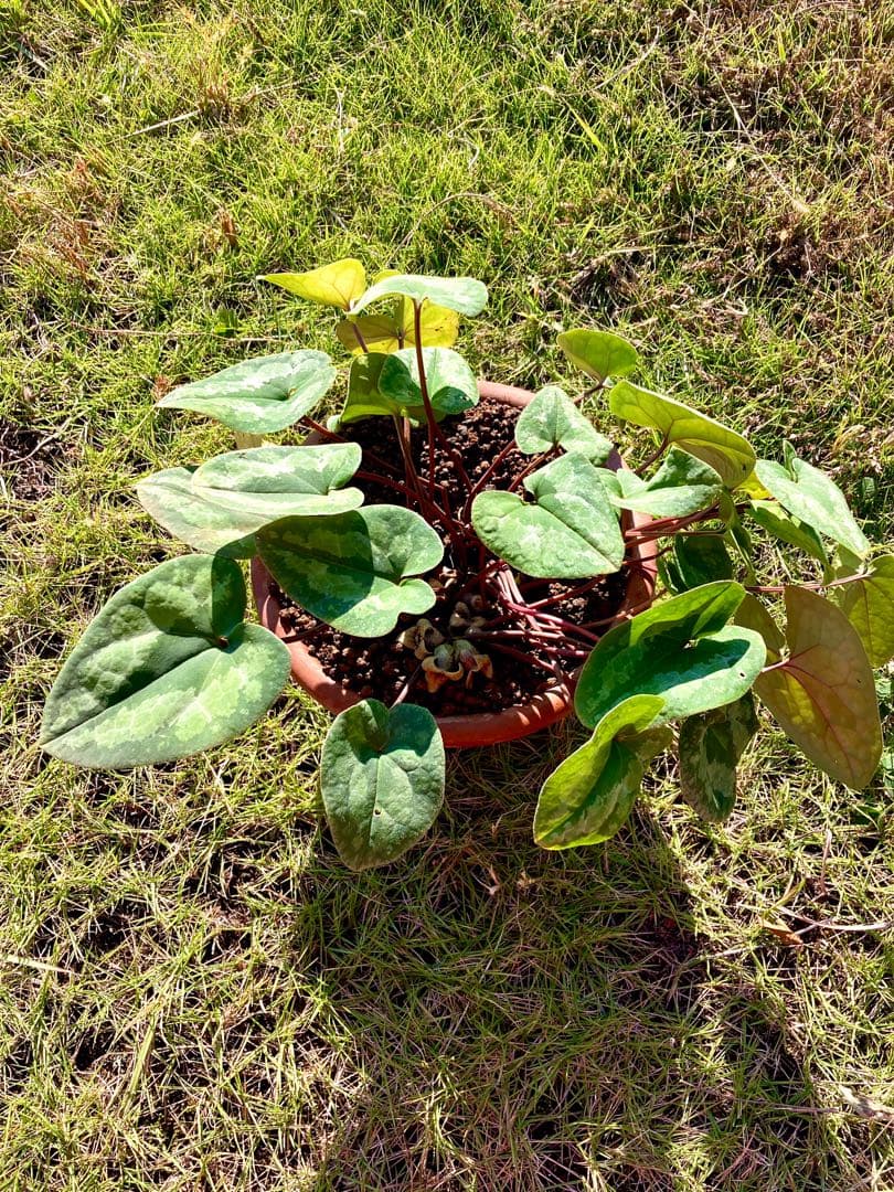 【天然野生のカンアオイ】ボリューム満点！超絶BIGなカンアオイ＊寒葵＊山野草