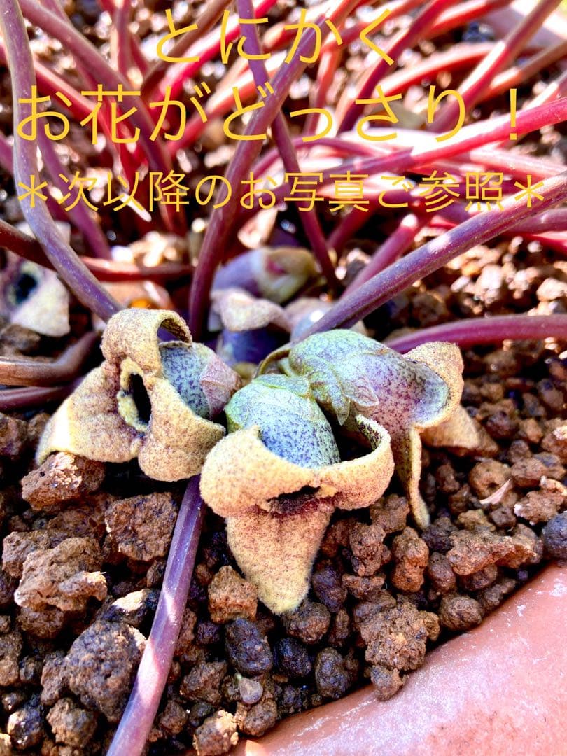 【天然野生のカンアオイ】ボリューム満点！超絶BIGなカンアオイ＊寒葵＊山野草