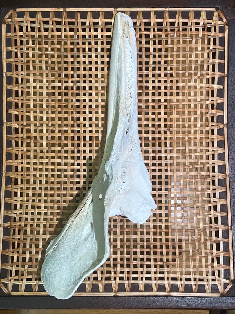 イルカ　骨　05