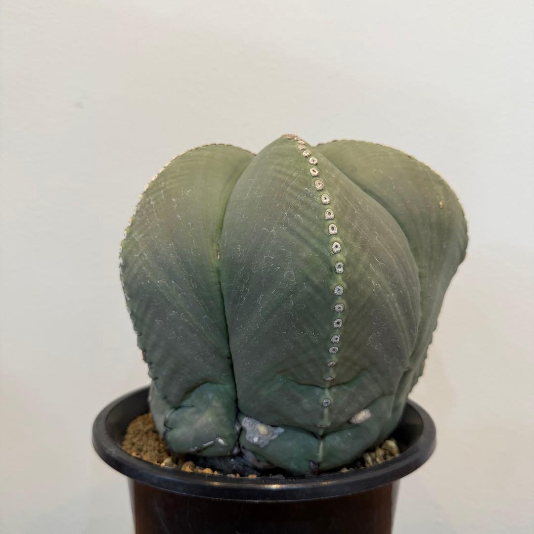 【大型】【美株】アストロフィツム 碧瑠璃鸞鳳玉 国内実生 塊根植物 サボテン