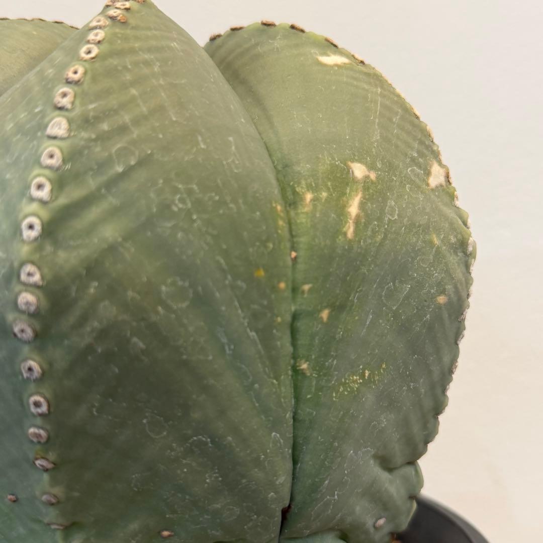 【大型】【美株】アストロフィツム 碧瑠璃鸞鳳玉 国内実生 塊根植物 サボテン