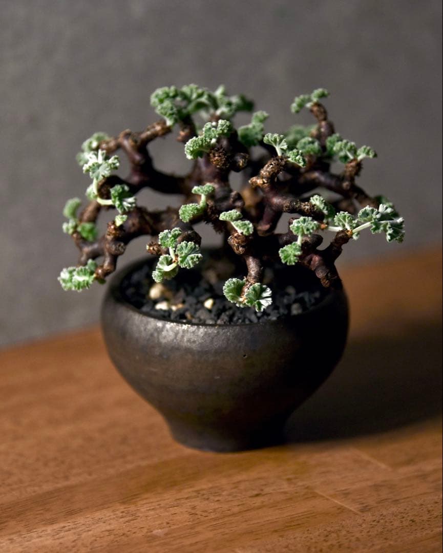 発根済 ペラルゴニウム ミラビレ 冬型塊根植物