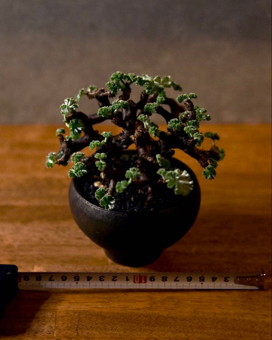 発根済 ペラルゴニウム ミラビレ 冬型塊根植物