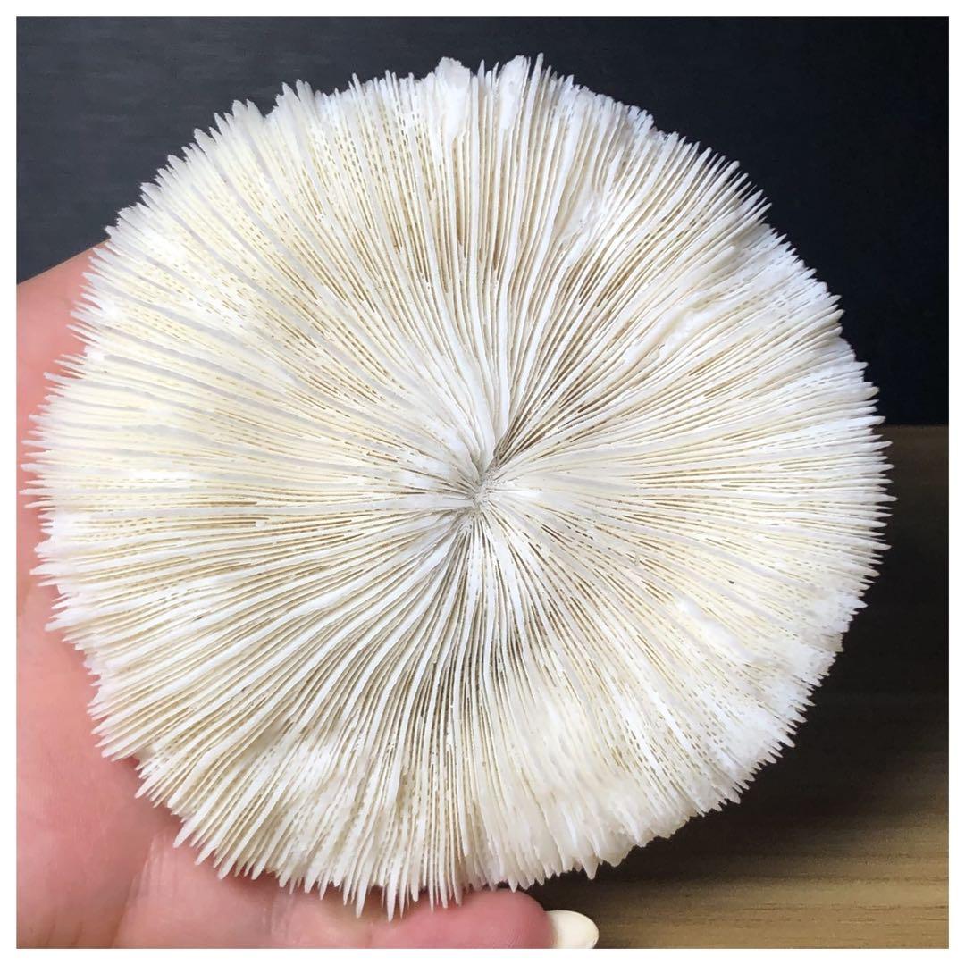 ナチュラルホワイトコーラル 水族館 造園 室内装飾品 家の装飾 石鉱物標本