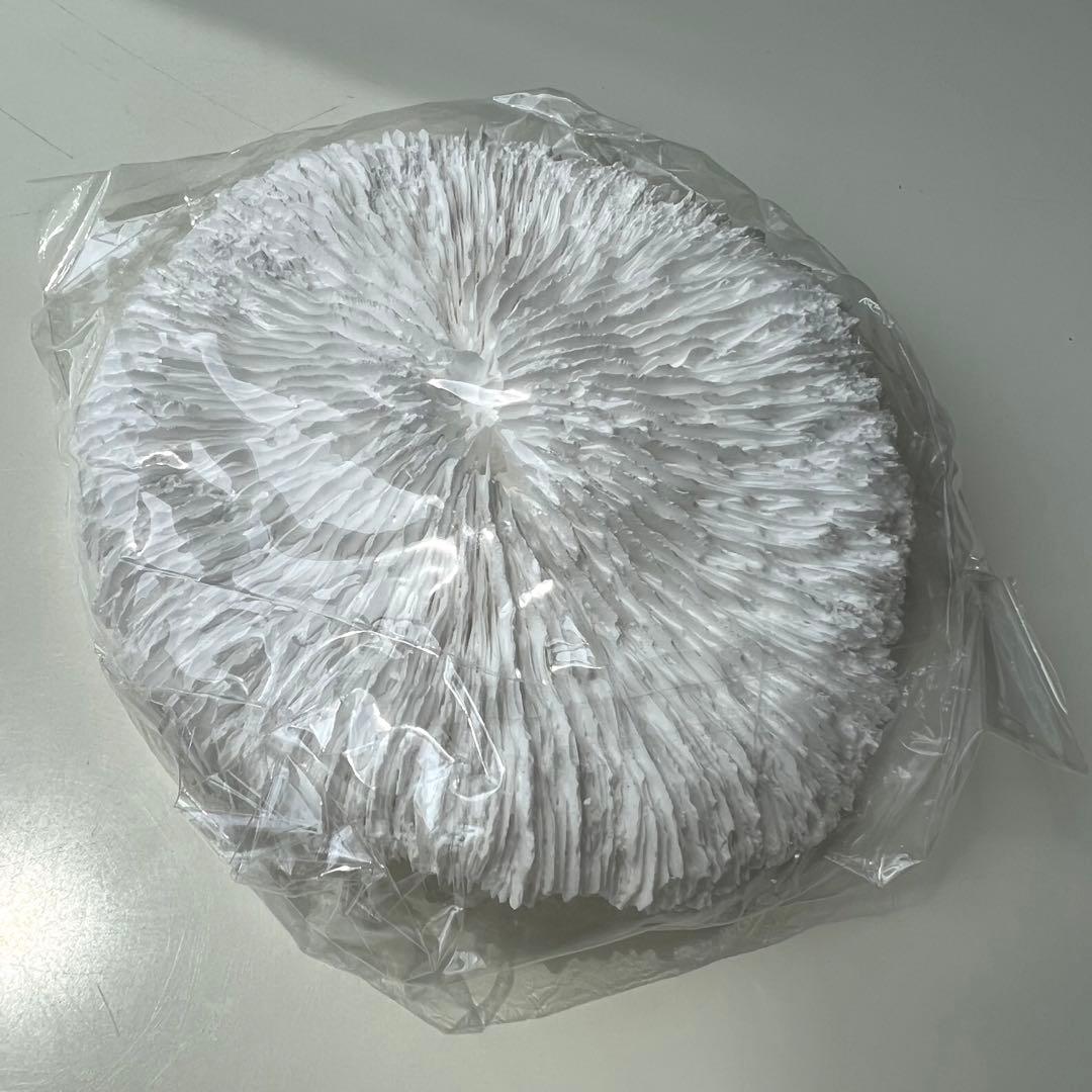 ナチュラルホワイトコーラル 水族館 造園 室内装飾品 家の装飾 石鉱物標本