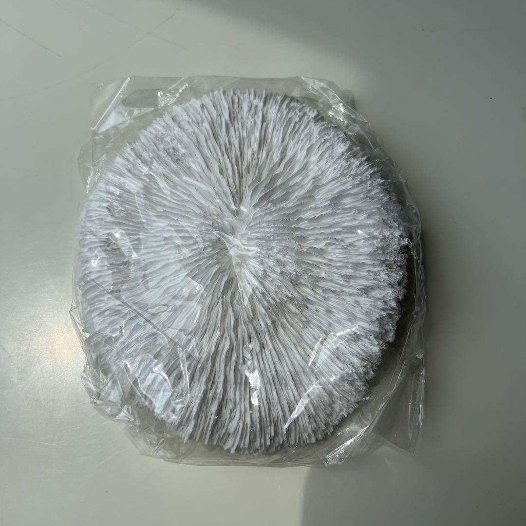 ナチュラルホワイトコーラル 水族館 造園 室内装飾品 家の装飾 石鉱物標本