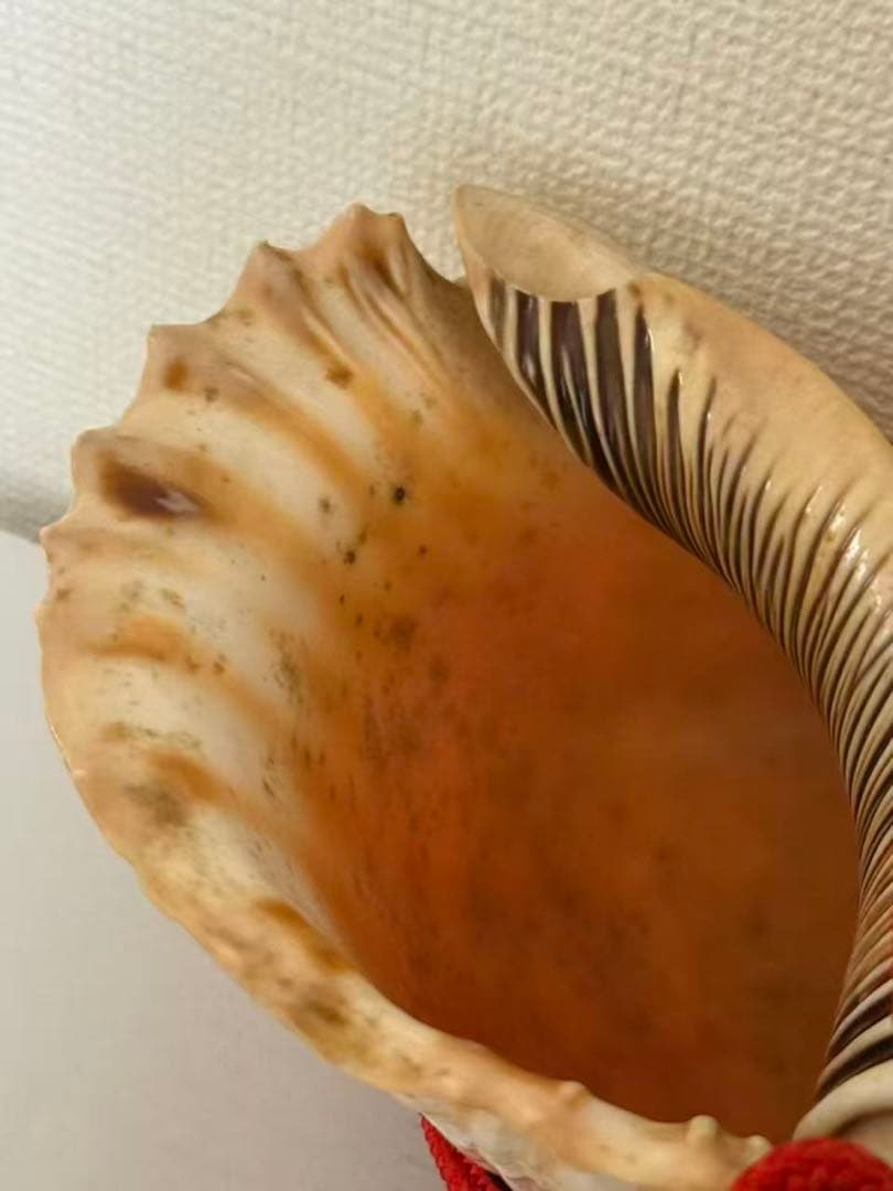 法螺貝貝全長約39cm 總1235g 笛 密教魔除け貝貝殻ホラガイホラ貝 ほら貝