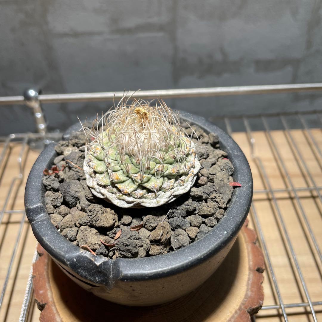 ストロンボ　カクタス　菊水　超扁平株