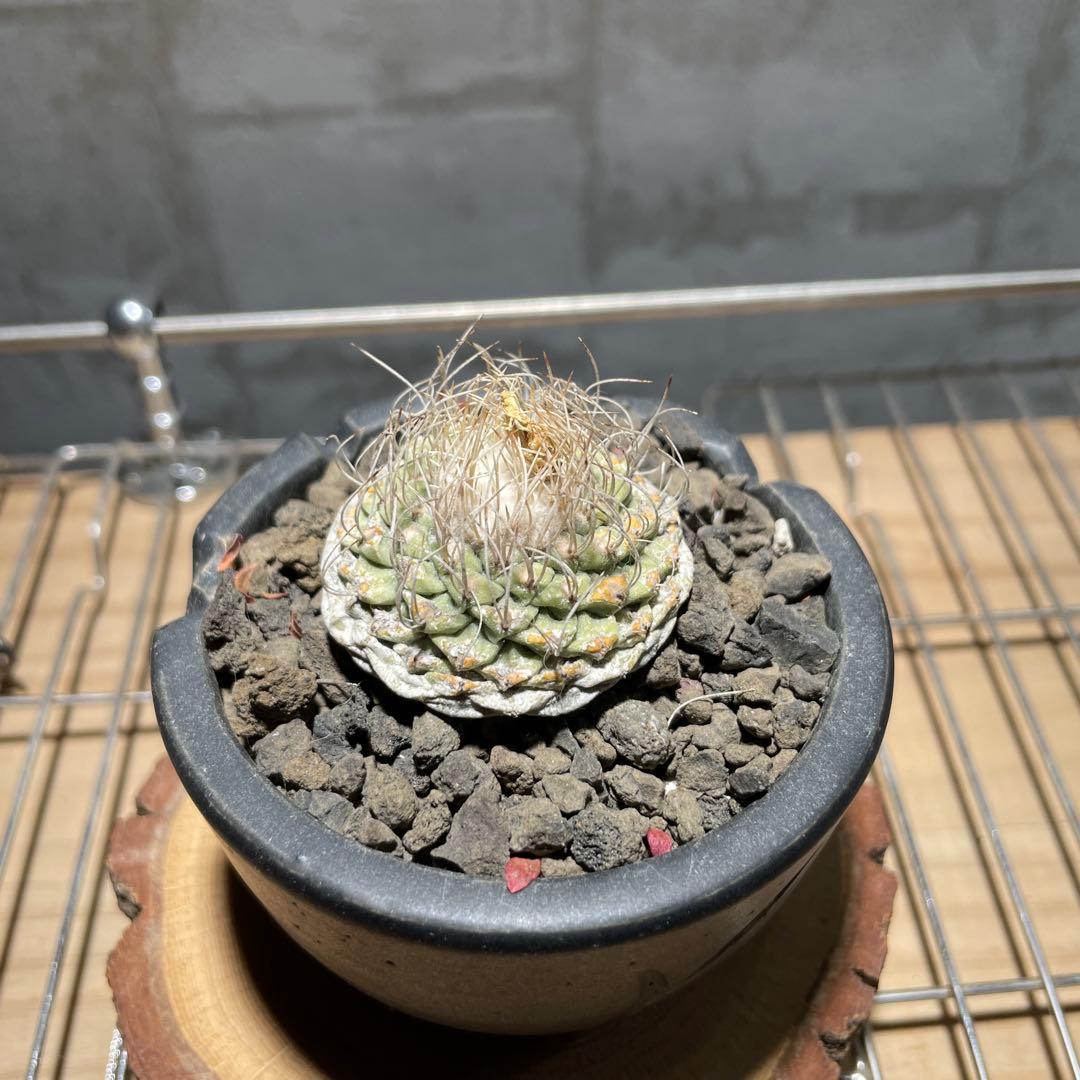 ストロンボ　カクタス　菊水　超扁平株