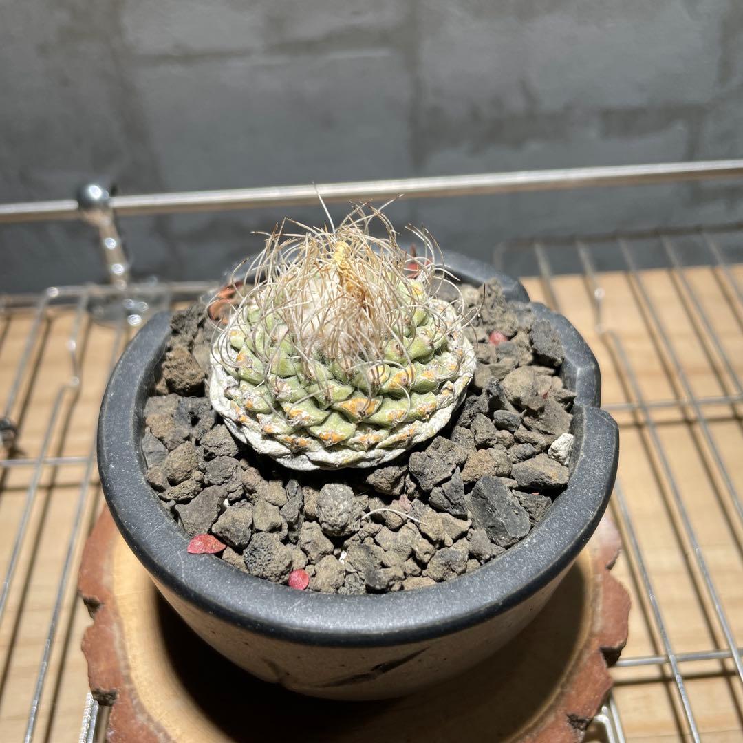 ストロンボ　カクタス　菊水　超扁平株