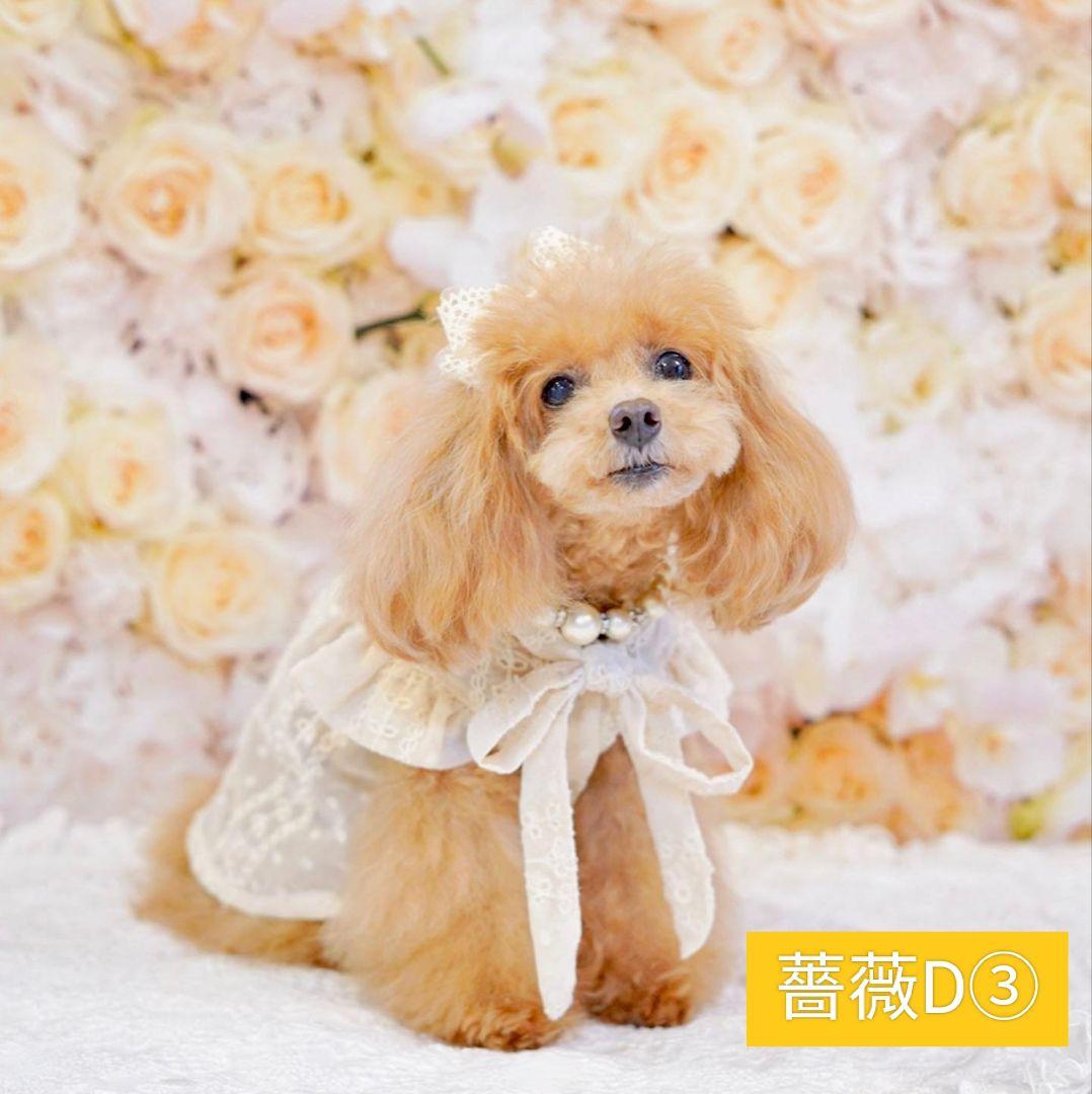 背景布×5+1　ペット撮影用フォトブース　トリミングチョーカー販売中　薔薇　梅雨