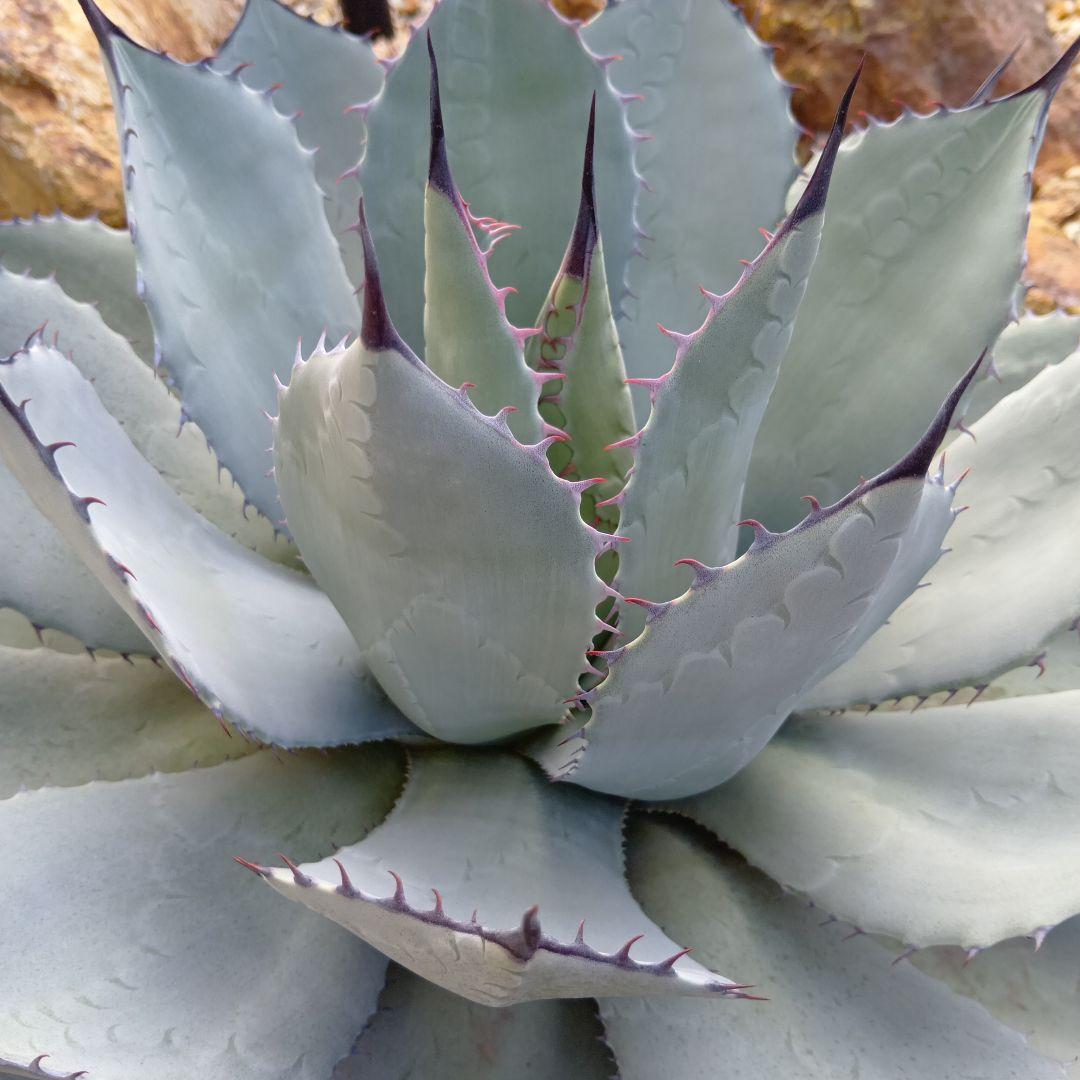 アガベ　姫吉祥天　パリー