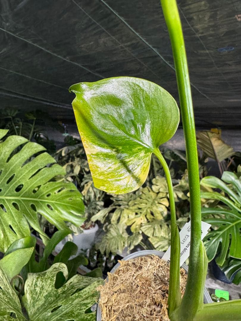 Mr2モンステラ　イエローマリリン　黄斑入り