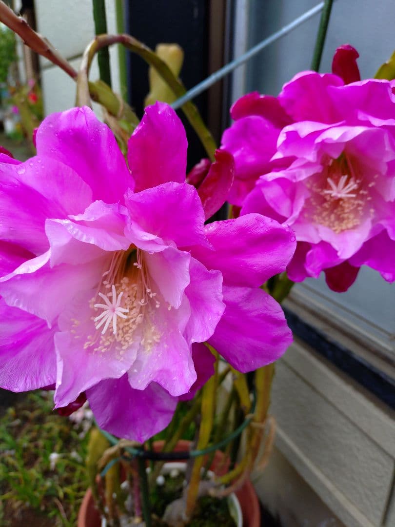 クジャクサボテン　千葉の宴 抜き苗1本　大株　a　今春開花予定株