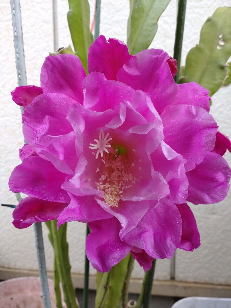 クジャクサボテン　千葉の宴 抜き苗1本　大株　a　今春開花予定株