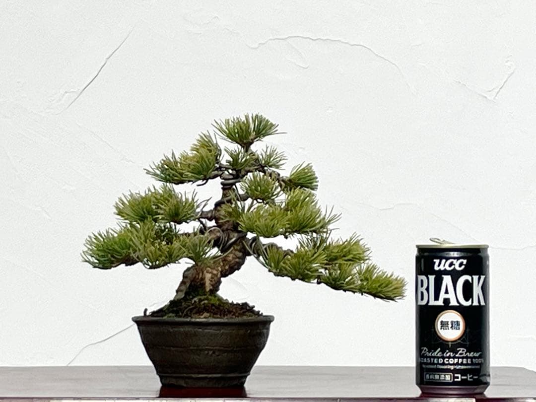 三河盆栽　石鎚五葉松　盆栽　イシヅチゴヨウマツ　十王堂　松泉　鉢　小品盆栽