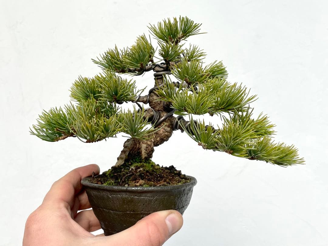 三河盆栽　石鎚五葉松　盆栽　イシヅチゴヨウマツ　十王堂　松泉　鉢　小品盆栽