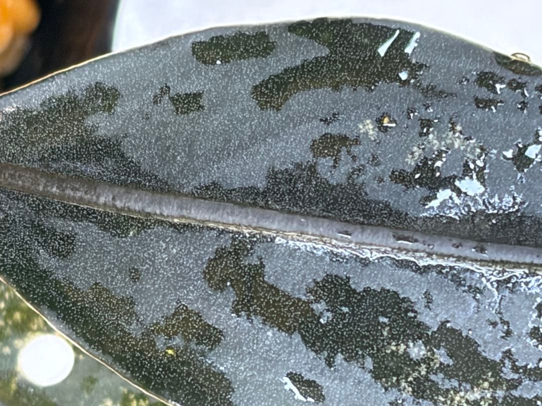 ひ*ス様 ⭐︎ブセファランドラ モトレィアーナ黒青丸葉絶品個体　パダワン　根伏せ