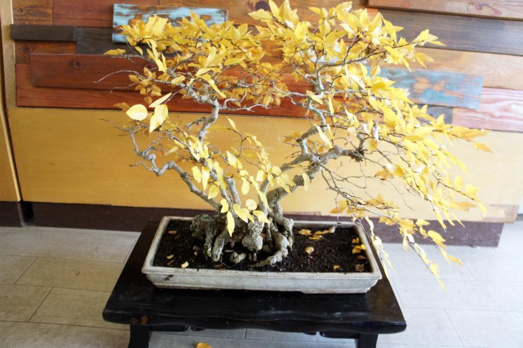 盆栽 『ブナ』 紅葉 インテリア 観葉植物 ガーデニング 送料無料 b120