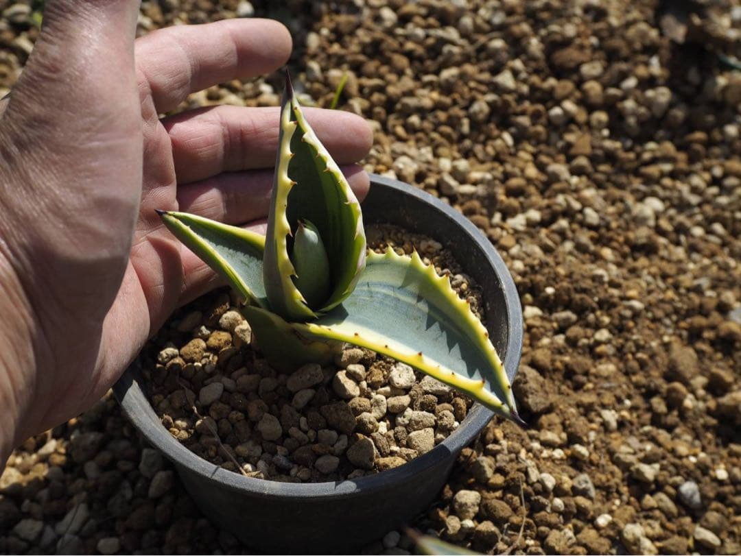 アガベ サルミ アナフェロックス リップル エフェクト