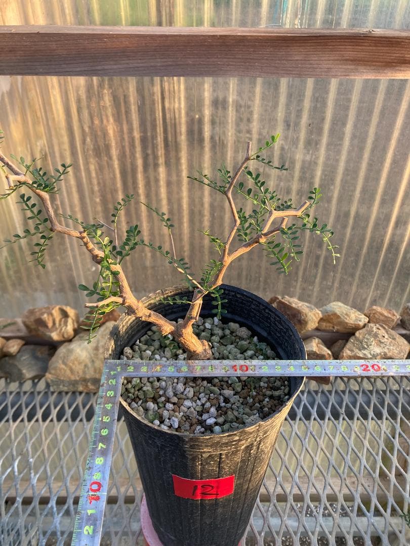 オペルクリカリア・パキプス(根挿し)No12