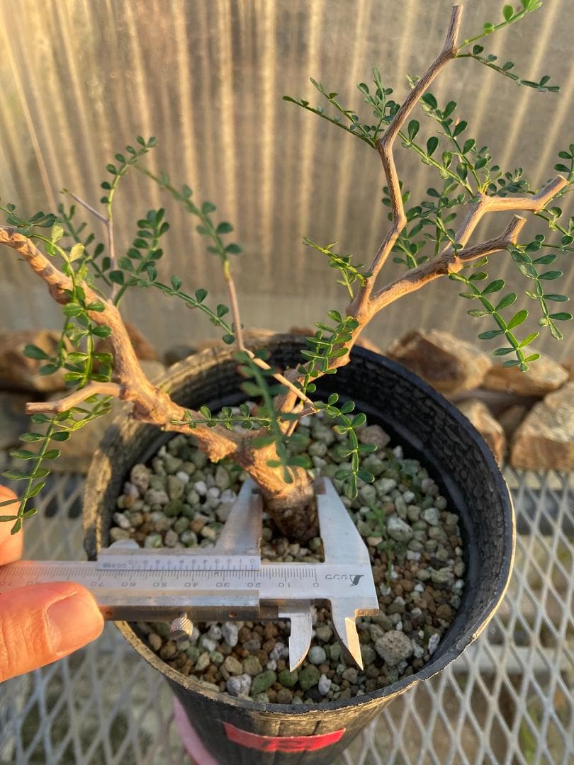 オペルクリカリア・パキプス(根挿し)No12