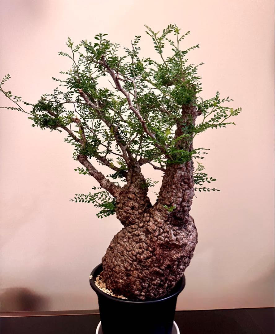 と*り様 発根済ボコ肌　オペルクリカリアパキプス