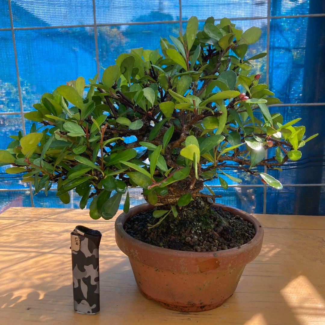 美しい盆栽 赤い実ハリツルマサキ