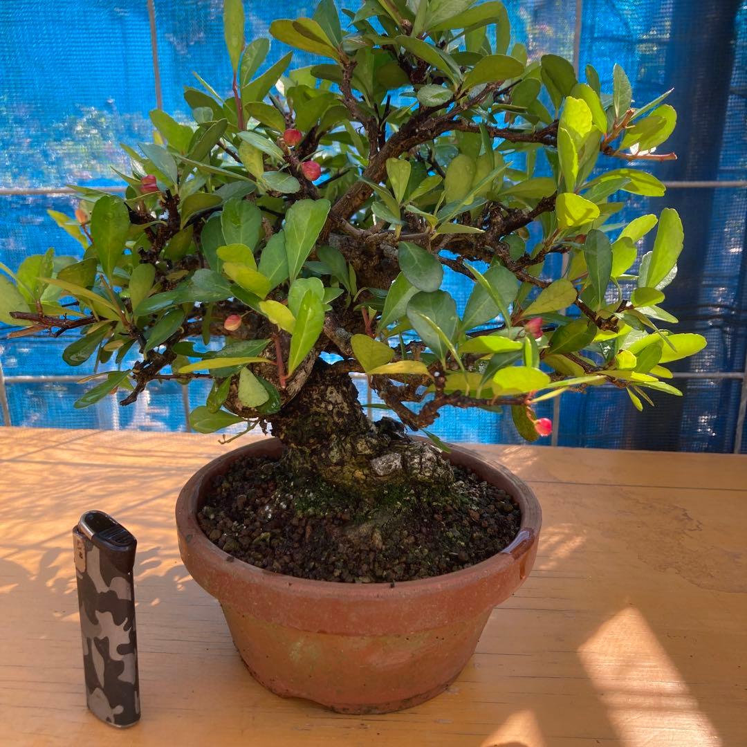 美しい盆栽 赤い実ハリツルマサキ