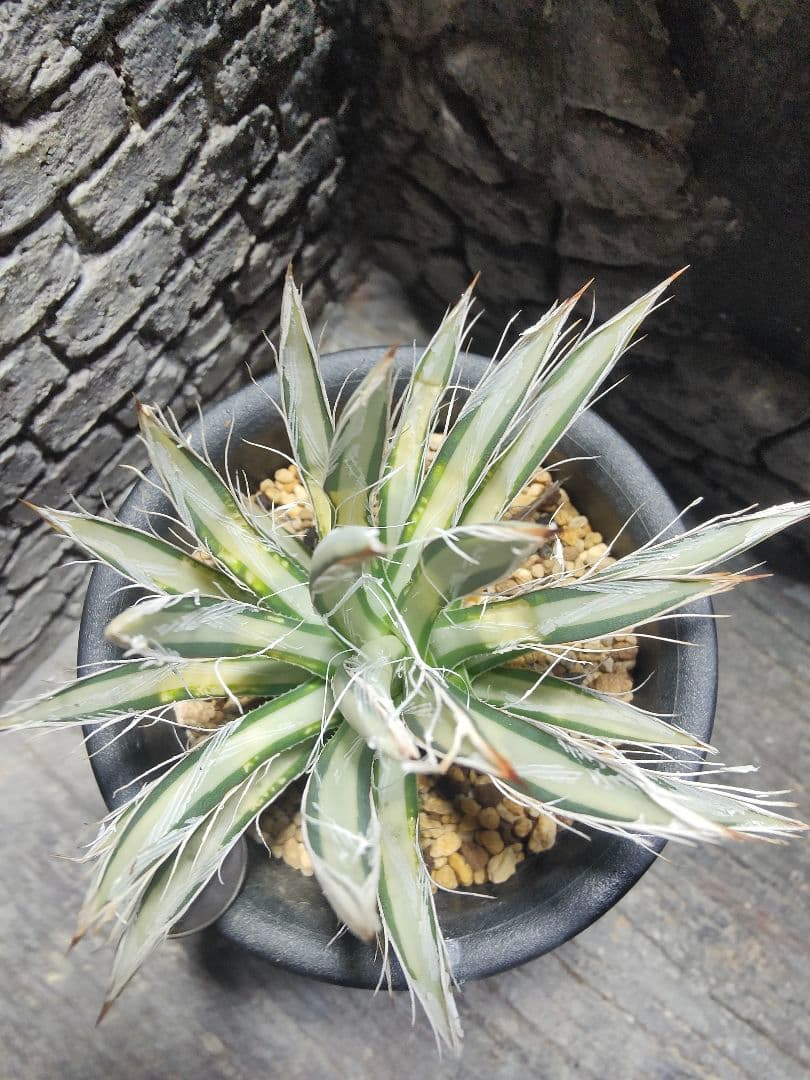 アガベ　姫乱れ雪　白中斑