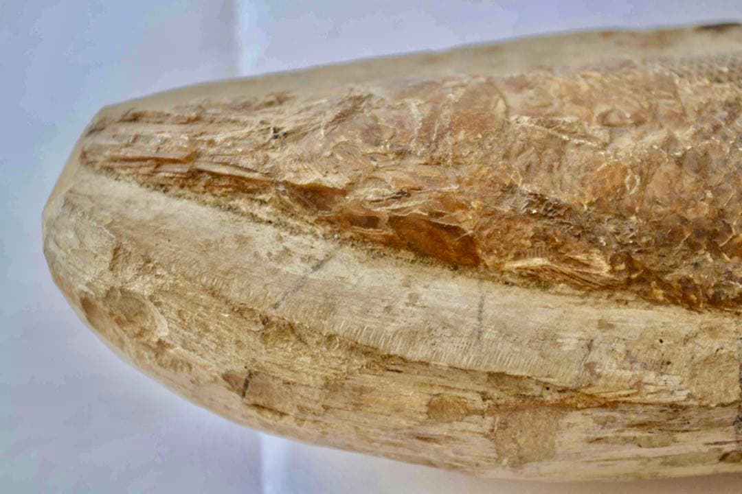 鱗ビッシリ、立体的一億数千万年前のブラジル産絶滅古代魚・ラコレピスの化石