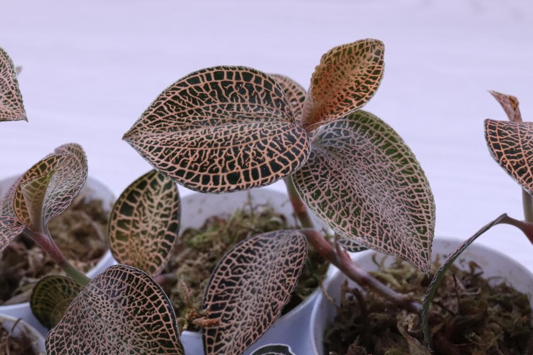 【まとめ売り 11株】アネクトキルス ロクスバーギー３種