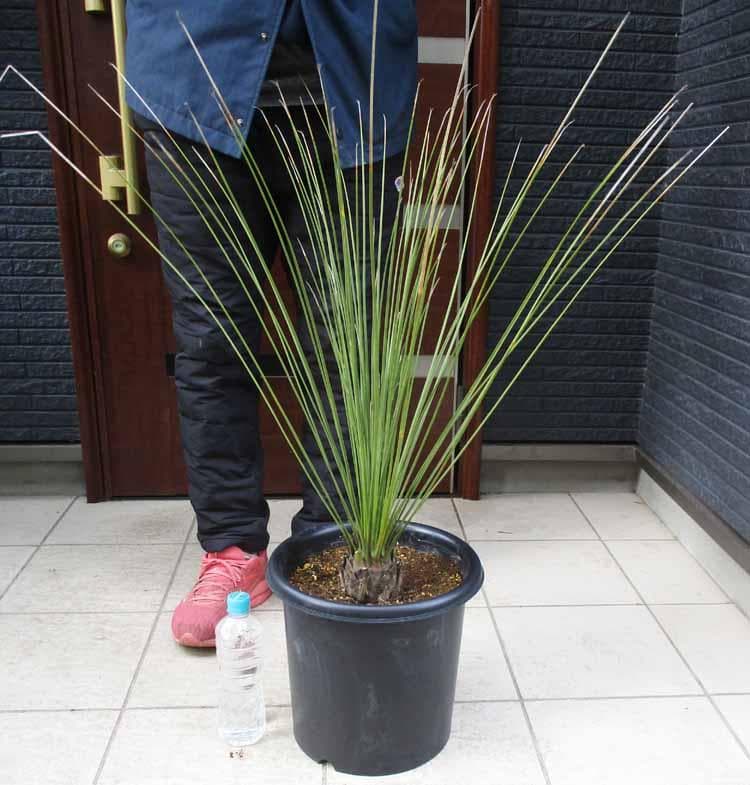 【現品】ダシリリオン・ロンギシマム　9号　S6番