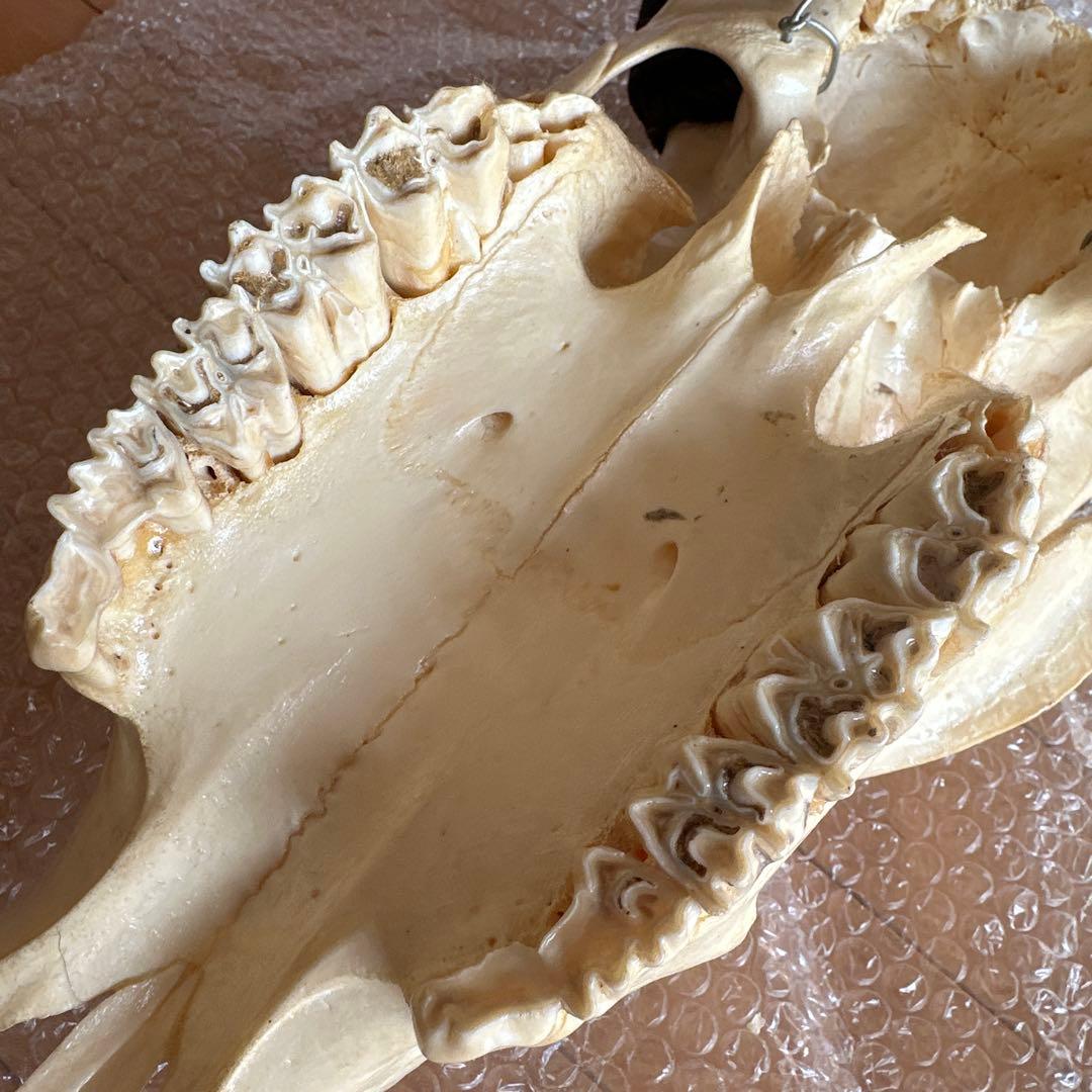 値下げしました！バッファロースカル　牛頭蓋骨　壁掛け彫像　カウボーイ　アメカジ