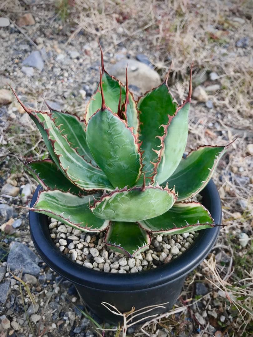 アガベ ホビコルヌータ バリエガータ