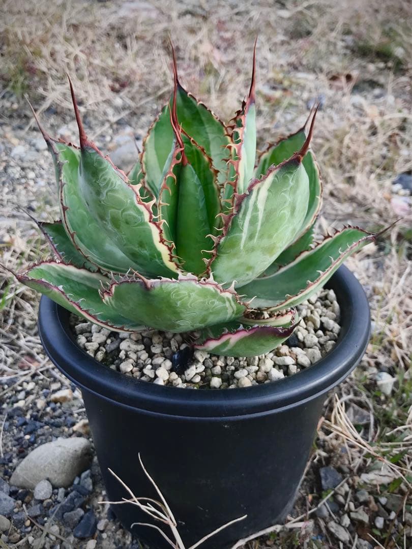 アガベ ホビコルヌータ バリエガータ