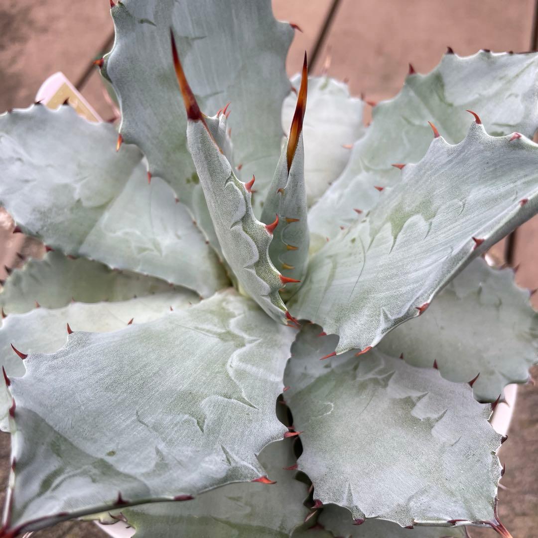 アガベ　レア　大株　ドラゴンスケール