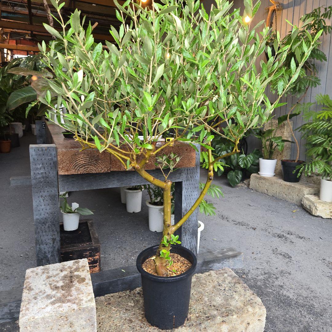 ⑯　オリーブの木souju　8号　「ミッション」特大苗木最高等級極上品‼️　極太