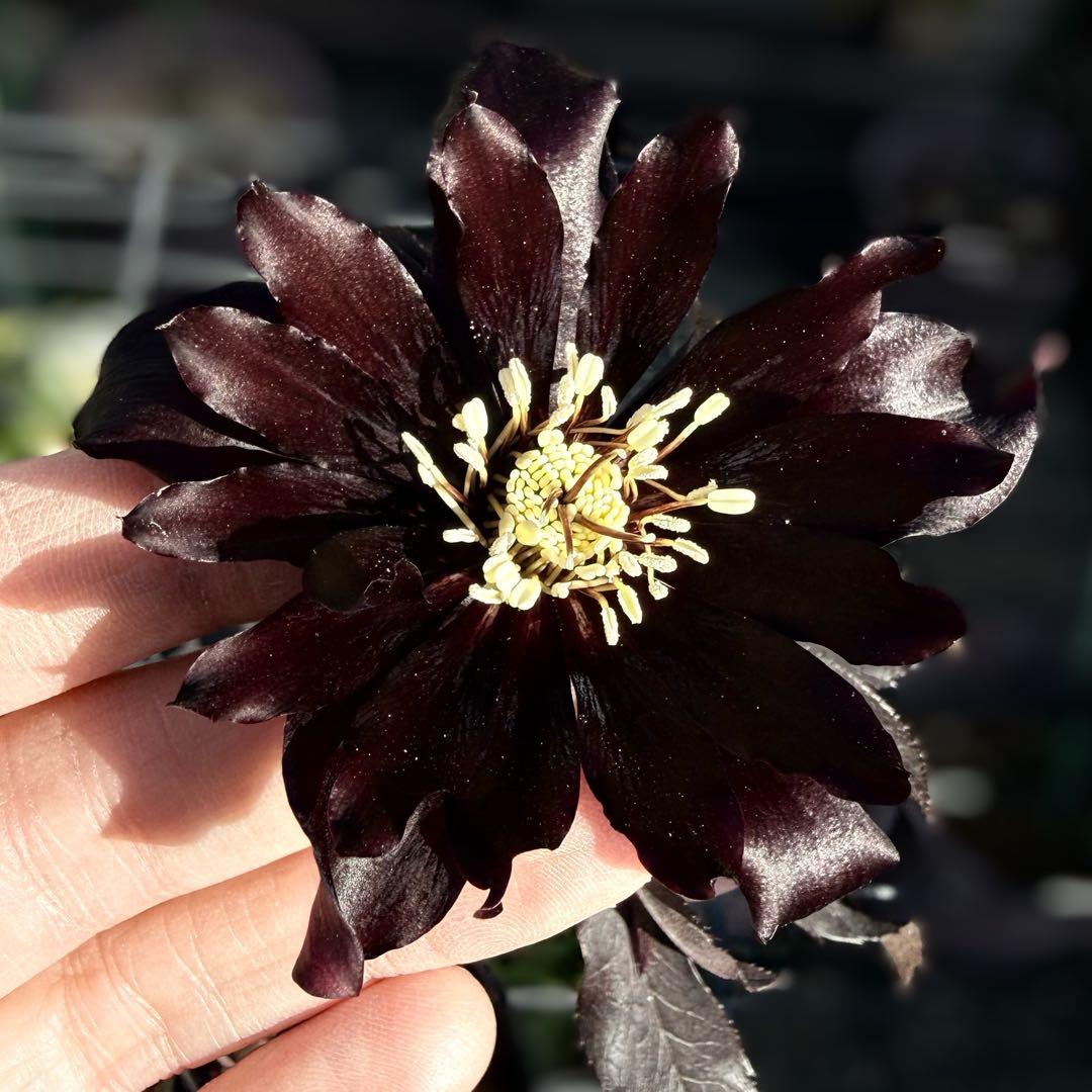 う*ん様 ■広瀬園芸■ 蕾あり ブラックマジック 今季株分け クリスマスローズ