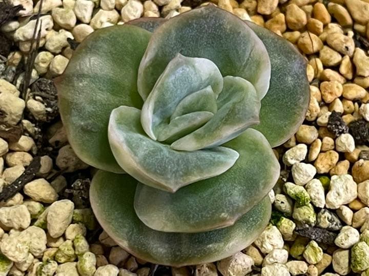 ❤️専用出品❤️ラブリーローズ錦❤️抜き苗②