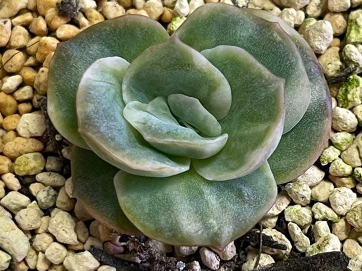 ❤️専用出品❤️ラブリーローズ錦❤️抜き苗②