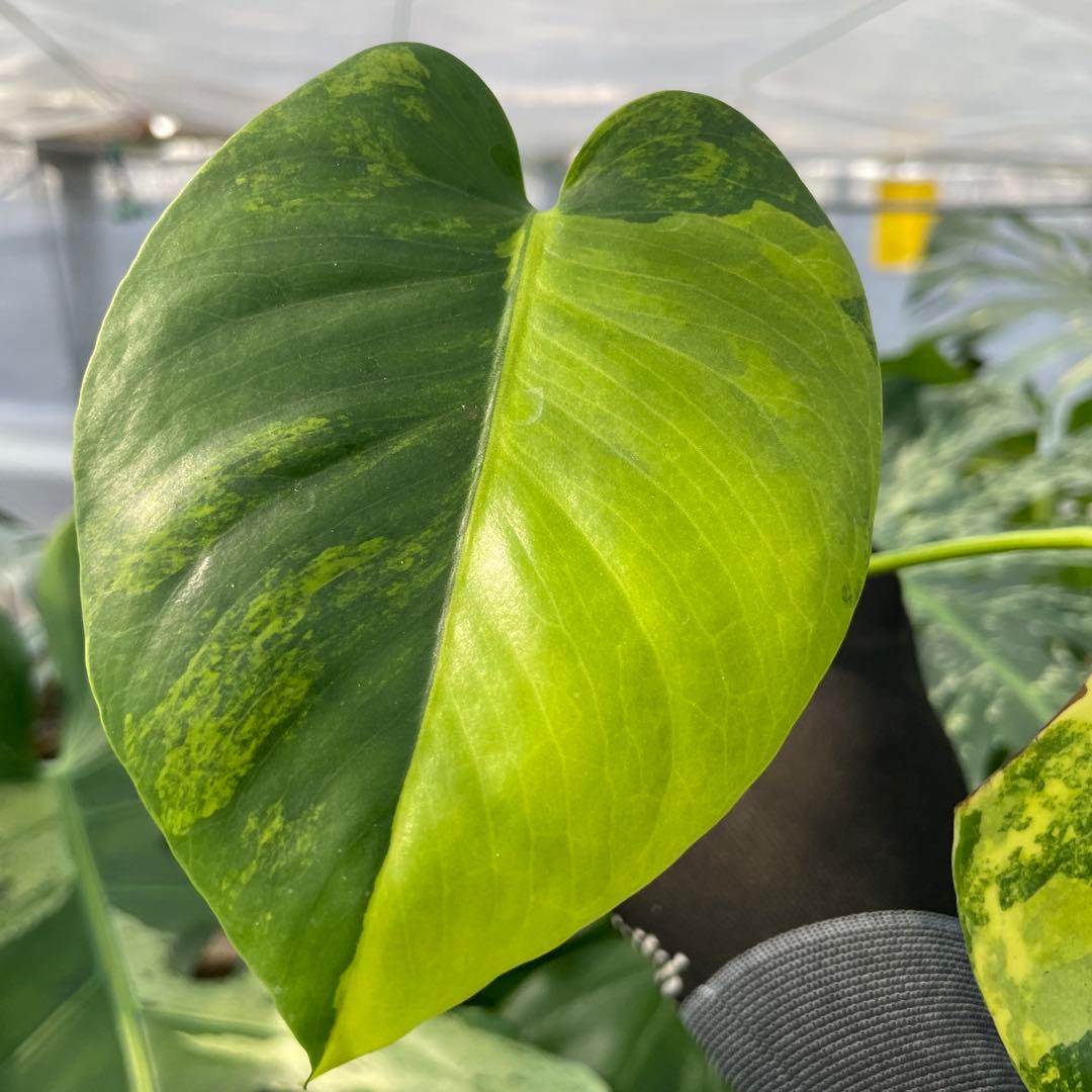 MS3 モンステラ　イエローマリリン　黄斑入り