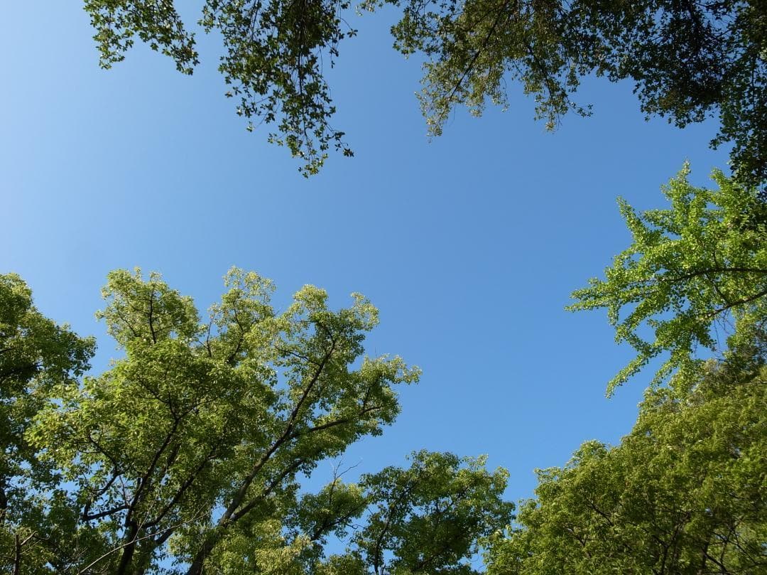 ✨ショット数1363回で美品✨インスタ撮影✨GR DIGITAL III　591