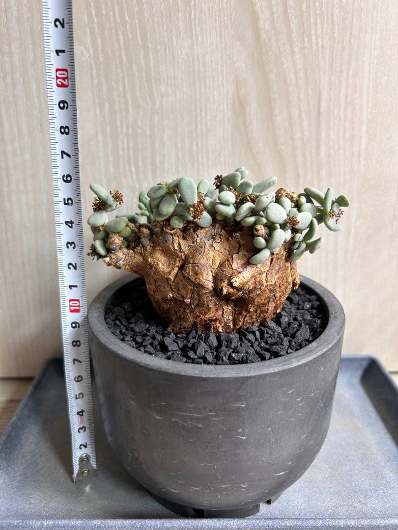 【良型】ケラリア・ピグマエア（現地株、発根済み、雄株）