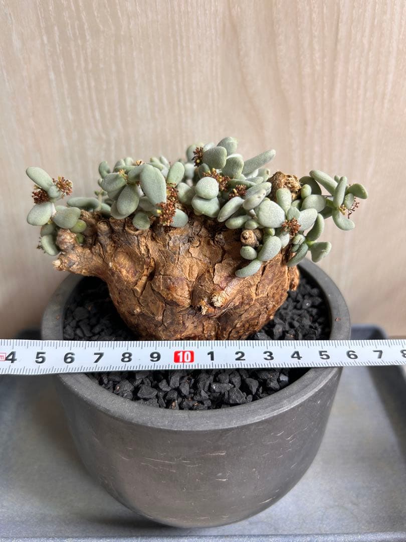 【良型】ケラリア・ピグマエア（現地株、発根済み、雄株）