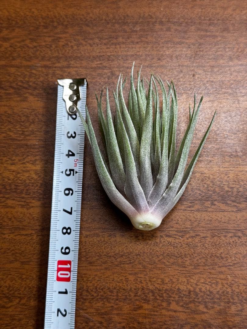 チランジア　カウツキー×ゲミニフローラ