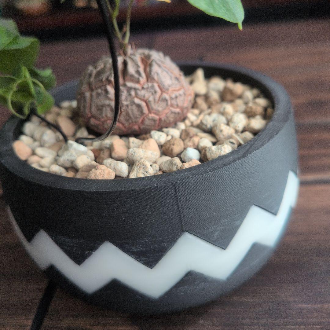 【良型】アフリカ亀甲竜 塊根植物 コーデックス ディオスコレアエレファンティペス