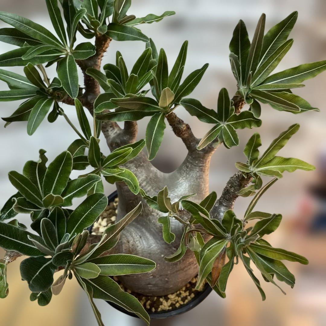 大株　パキポディウムグラキリス　現地球　発根済　鉢のまま発送　まとめ買いでおまけ